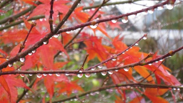 Oktober Begynder Vådt Og Lunt Op Til 18 Grader Vejret Dr 