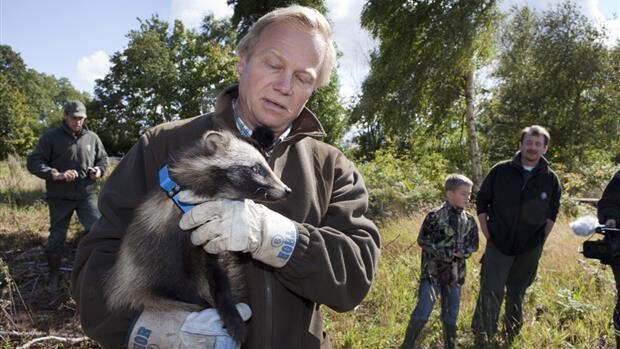 Elskovssyge Mårhunde Får Langt Flere Unger End Forventet Indland Dr 