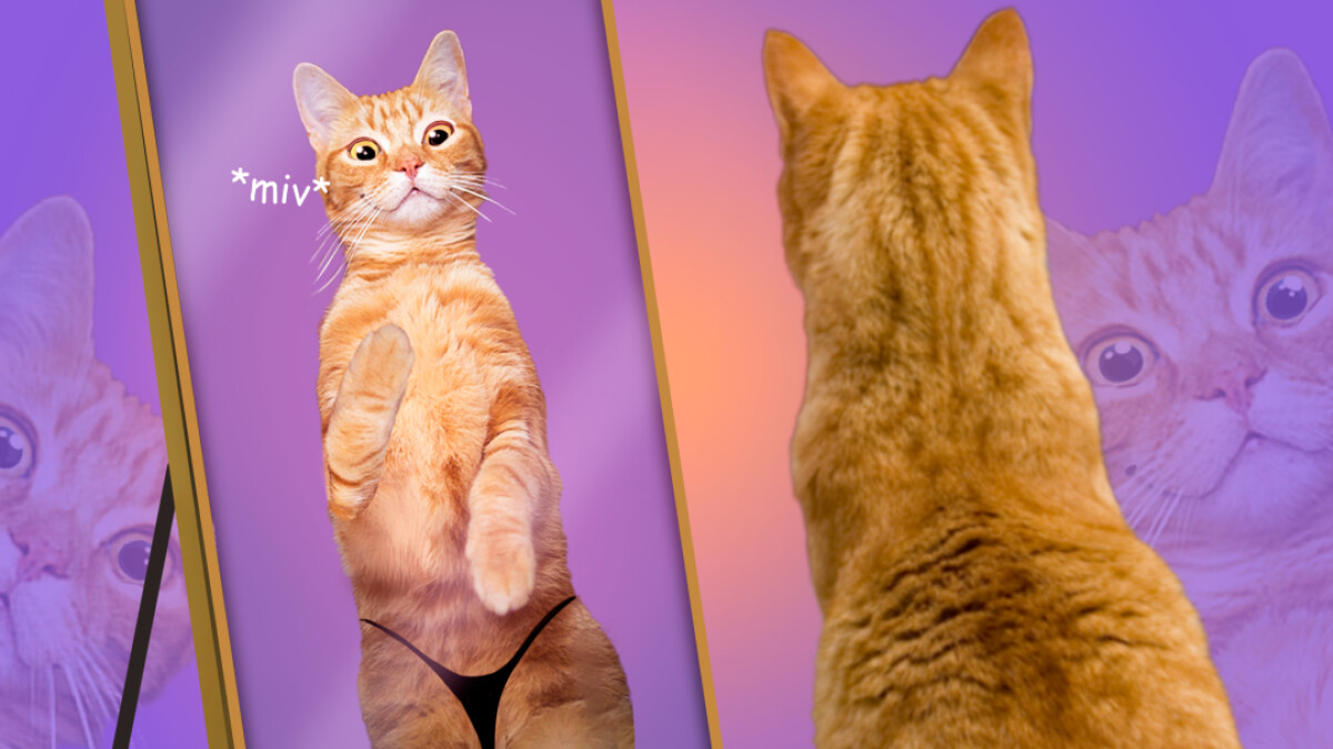 kropsusikkerhed-tv-rfagligt-dr